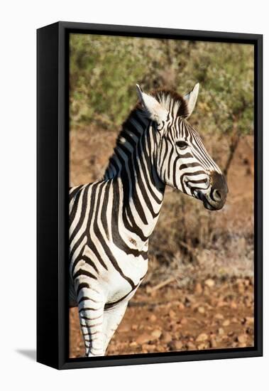 Awesome South Africa Collection - Young Burchell's Zebra Portrait-Philippe Hugonnard-Framed Stretched Canvas