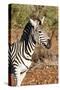 Awesome South Africa Collection - Young Burchell's Zebra Portrait-Philippe Hugonnard-Stretched Canvas