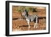 Awesome South Africa Collection - Young Burchell's Zebra-Philippe Hugonnard-Framed Photographic Print