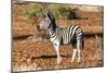 Awesome South Africa Collection - Young Burchell's Zebra-Philippe Hugonnard-Mounted Photographic Print