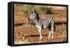 Awesome South Africa Collection - Young Burchell's Zebra-Philippe Hugonnard-Framed Stretched Canvas