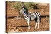 Awesome South Africa Collection - Young Burchell's Zebra-Philippe Hugonnard-Stretched Canvas