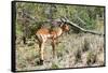 Awesome South Africa Collection - Young Impala-Philippe Hugonnard-Framed Stretched Canvas