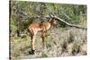 Awesome South Africa Collection - Young Impala-Philippe Hugonnard-Stretched Canvas