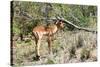 Awesome South Africa Collection - Young Impala-Philippe Hugonnard-Stretched Canvas