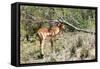 Awesome South Africa Collection - Young Impala-Philippe Hugonnard-Framed Stretched Canvas