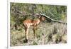 Awesome South Africa Collection - Young Impala-Philippe Hugonnard-Framed Photographic Print