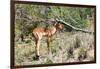 Awesome South Africa Collection - Young Impala-Philippe Hugonnard-Framed Photographic Print