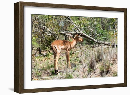 Awesome South Africa Collection - Young Impala-Philippe Hugonnard-Framed Photographic Print