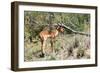 Awesome South Africa Collection - Young Impala-Philippe Hugonnard-Framed Photographic Print