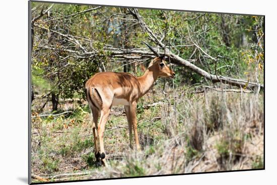 Awesome South Africa Collection - Young Impala-Philippe Hugonnard-Mounted Photographic Print