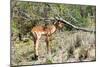 Awesome South Africa Collection - Young Impala-Philippe Hugonnard-Mounted Photographic Print