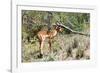 Awesome South Africa Collection - Young Impala-Philippe Hugonnard-Framed Photographic Print