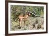 Awesome South Africa Collection - Young Impala-Philippe Hugonnard-Framed Photographic Print