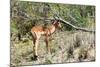 Awesome South Africa Collection - Young Impala-Philippe Hugonnard-Mounted Photographic Print