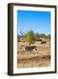 Awesome South Africa Collection - Zebras and Buffalo Herd on Savanna-Philippe Hugonnard-Framed Photographic Print