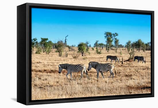 Awesome South Africa Collection - Zebras Herd on Savanna-Philippe Hugonnard-Framed Stretched Canvas