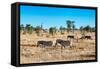 Awesome South Africa Collection - Zebras Herd on Savanna-Philippe Hugonnard-Framed Stretched Canvas