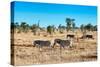 Awesome South Africa Collection - Zebras Herd on Savanna-Philippe Hugonnard-Stretched Canvas