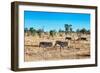 Awesome South Africa Collection - Zebras Herd on Savanna-Philippe Hugonnard-Framed Photographic Print