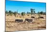 Awesome South Africa Collection - Zebras Herd on Savanna-Philippe Hugonnard-Mounted Photographic Print