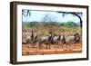 Awesome South Africa Collection - Zebras Herd on Savanna-Philippe Hugonnard-Framed Photographic Print