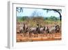 Awesome South Africa Collection - Zebras Herd on Savanna-Philippe Hugonnard-Framed Photographic Print