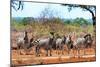 Awesome South Africa Collection - Zebras Herd on Savanna-Philippe Hugonnard-Mounted Photographic Print