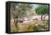 Awesome South Africa Collection - Zebras Migration in Savanna-Philippe Hugonnard-Framed Stretched Canvas