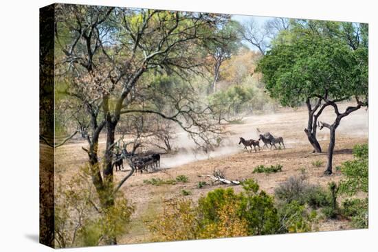 Awesome South Africa Collection - Zebras Migration in Savanna-Philippe Hugonnard-Stretched Canvas