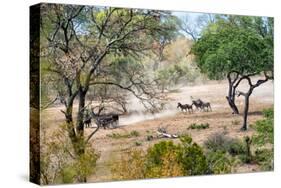 Awesome South Africa Collection - Zebras Migration in Savanna-Philippe Hugonnard-Stretched Canvas