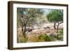 Awesome South Africa Collection - Zebras Migration in Savanna-Philippe Hugonnard-Framed Photographic Print