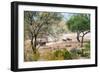 Awesome South Africa Collection - Zebras Migration in Savanna-Philippe Hugonnard-Framed Photographic Print