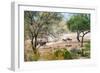 Awesome South Africa Collection - Zebras Migration in Savanna-Philippe Hugonnard-Framed Photographic Print