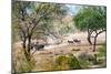 Awesome South Africa Collection - Zebras Migration in Savanna-Philippe Hugonnard-Mounted Photographic Print