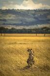 A Cheetah Watching His Surrounding In The Maasai Mara, Kenya-Axel Brunst-Photographic Print