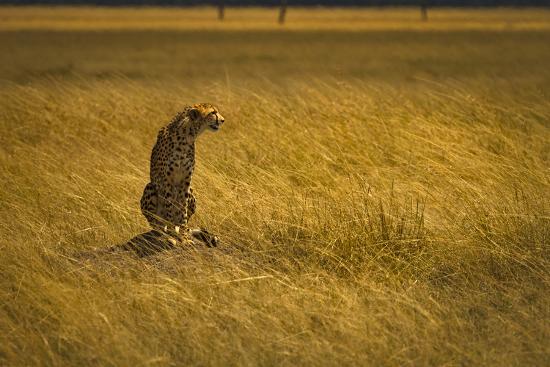 Premium Photographic Print, , large
