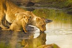 Female Lion and Cub Drinking at a Water Hole in the Maasai Mara, Kenya-Axel Brunst-Photographic Print