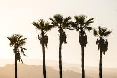 Los Angeles, California, USA: Five Palm Tress In A Row During The Golden Hour Just Before Sunset-Axel Brunst-Photographic Print