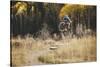 Axel Brunst Riding The Valley Floor Trail, Fatbiking In Telluride, Colorado-Louis Arevalo-Stretched Canvas