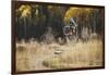 Axel Brunst Riding The Valley Floor Trail, Fatbiking In Telluride, Colorado-Louis Arevalo-Framed Photographic Print