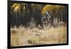 Axel Brunst Riding The Valley Floor Trail, Fatbiking In Telluride, Colorado-Louis Arevalo-Framed Photographic Print