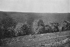 'Terreiro para seccar o Cafe', (Coffee Drying and Packaging), 1895-Axel Frick-Photographic Print