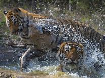 Female tiger with large cubs, Ranthambhore National Park, Rajasthan, India,-Axel Gomille-Photographic Print