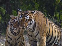 Female tiger with large cubs, Ranthambhore National Park, Rajasthan, India,-Axel Gomille-Photographic Print