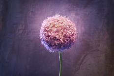 Allium, Flower, Blossom, Still Life, Allium Giganteum, Pink-Axel Killian-Photographic Print