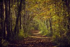 Autumn forest with coloured leaves, sun and path-Axel Killian-Photographic Print