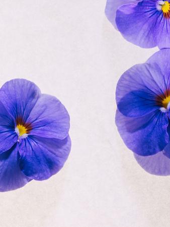 Violets, Blossoms, Violet, Blue, Viola Odorata