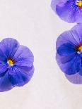 Violets, Blossoms, Violet, Blue, Viola Odorata-Axel Killian-Photographic Print