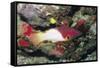 Axilspot Hogfish-Hal Beral-Framed Stretched Canvas